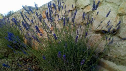Apartment Lavanda