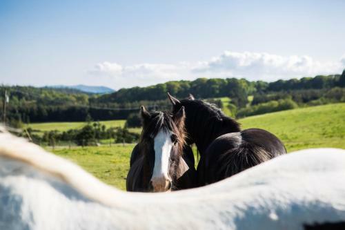 Clissmann Horse Caravans Glamping