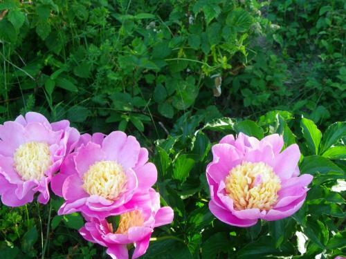 Bed & Breakfast Maison D'h�tes De La Verri�re