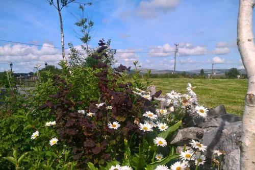 New: The Burren Art Gallery - (1798)