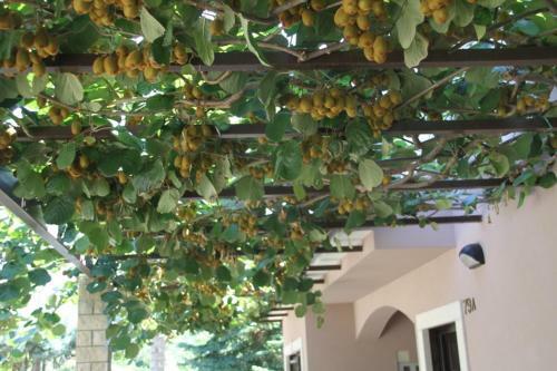 Villa Premantura Olive Garden