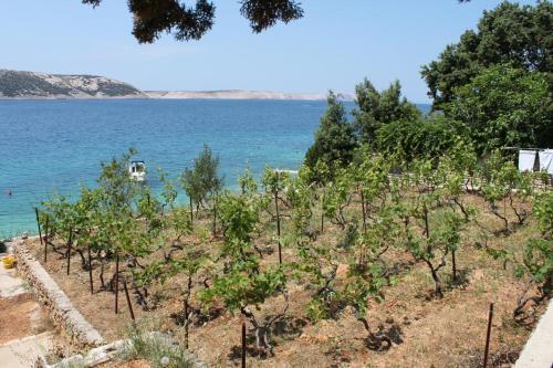 Apartments By The Sea Stara Novalja, Pag - 6365