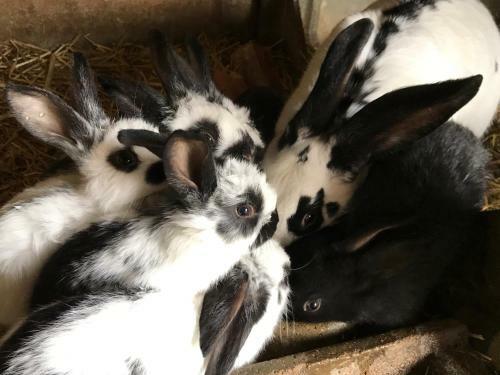 La Bruy�re Aux Lamas