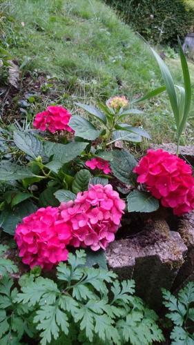 Apartamento G�stehaus Piesau