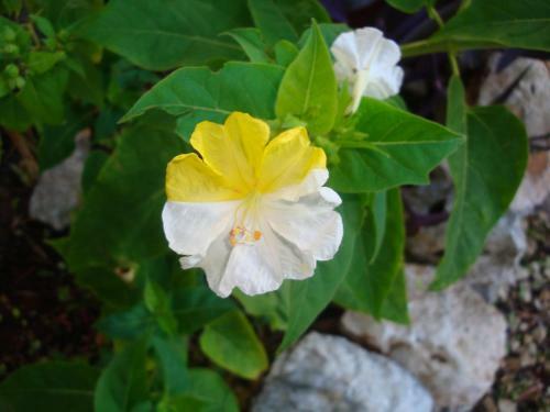 Peter's Cottage, Near Fiscardo, Kefalonia