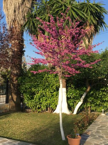 Apartamento Kardiakafti Village