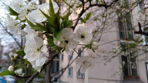 Geszteny�s Apartman