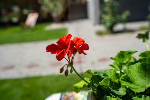 Musk�ti Apartman.hunyadi.ut.6.sz.