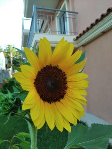Apartamentos Studios Pantelis Corfu