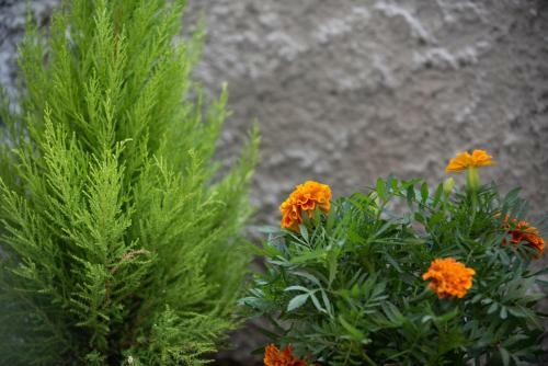 Apartamento Olive House