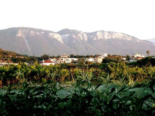 Villa The Citrus House