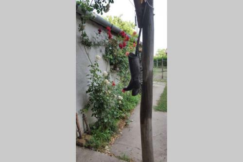 Igricz Farmh�z