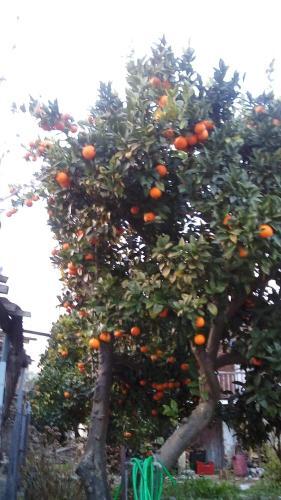 Apartamento Orange Garden ( Guesthouse)