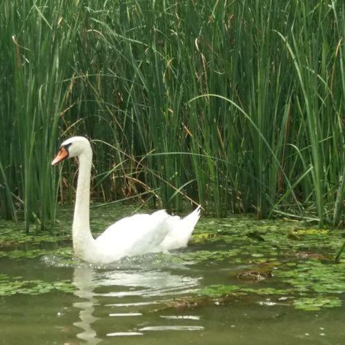 Tisza-tavir�zsa Apartman �llatbar�t