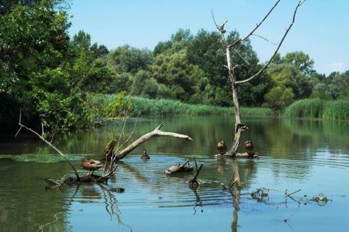 Tisza-tavir�zsa Apartman �llatbar�t