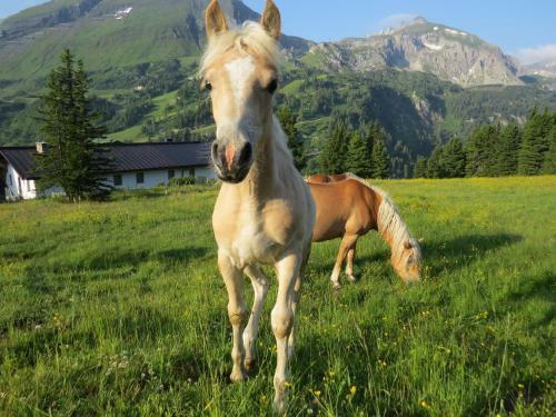Apartamentos Appartements Sunshine
