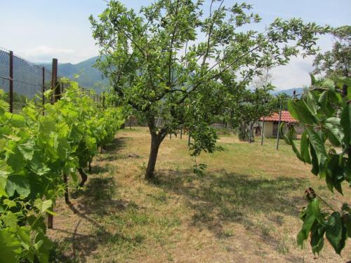 Agroturismo Pomegranate Tree House - Meteora