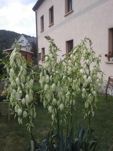 Apartamento Ferienwohnung B�chsenhof