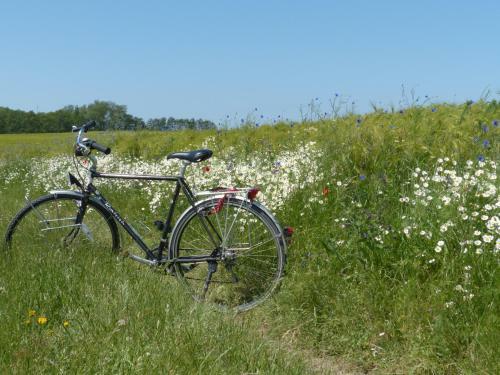 Behagliches Reetdachhaus Eibe 1