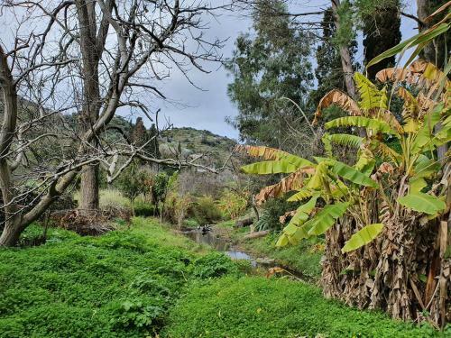 Diamoni Afroditi