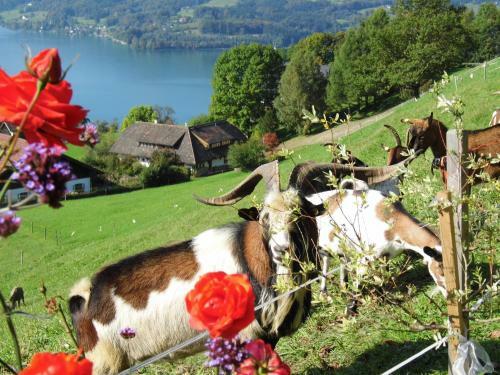 Agroturismo Biohof Schwanser