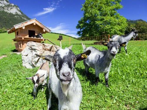 Apartamento Scheffaulehen Ferienwohnungen