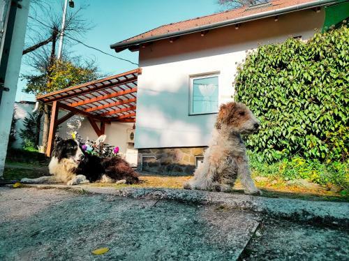 Apartamento Pelini K�z�ps?
