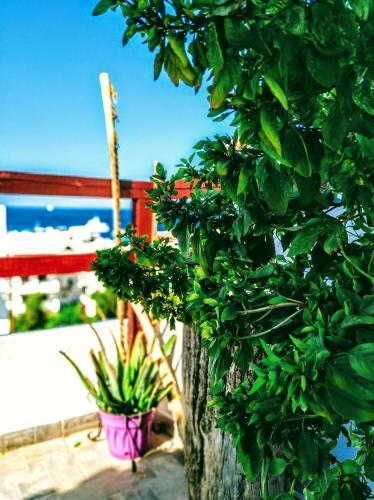 Apartamento Olive House Karpathos (1)
