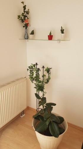 Evi's Apartment
