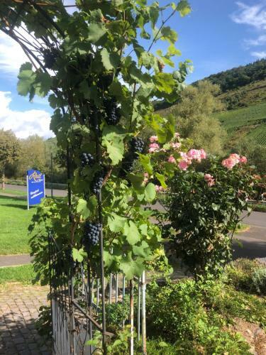 Apartamento Haus Nummer 1, Moselblick