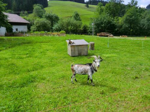 Apartamento Ferienwohnung Gr�ntenpanorama Im J�gerwinkl