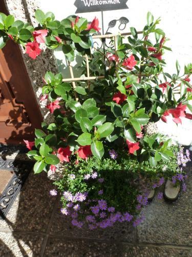 Bed & Breakfast Privatzimmer Inge Klaushofer