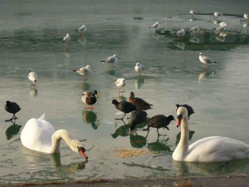 Apartments In Siofok/balaton 38420