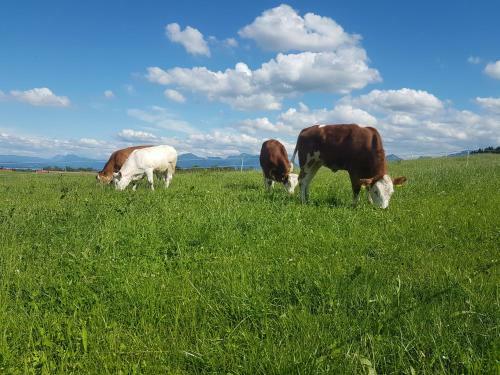 Agroturismo G�stehaus Annemarie