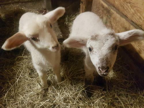 Agroturismo G�stehaus Annemarie