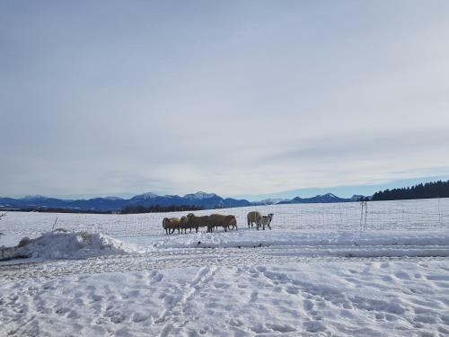 Agroturismo G�stehaus Annemarie