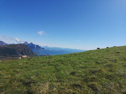 Glamping Lofoten
