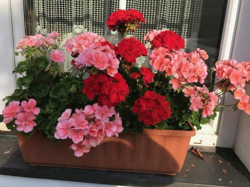 Apartamento Haus G�hringer / Ferienwohnungen