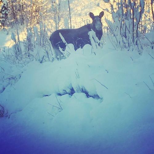 Idyllic New Cabin With Great Views And Fantastic Location In Trysil