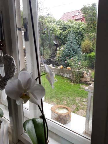 Apartment Magdalena With Garden And Free Bicycles