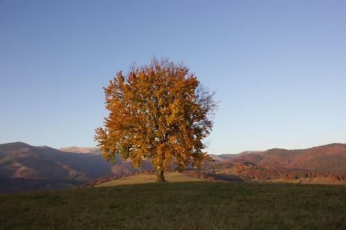 Apartm�n Essi T�le- Chopok