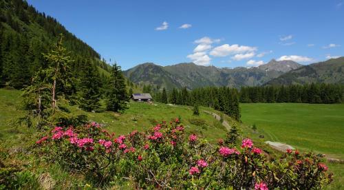 Landhotel Und Aparthotel Almr�sl
