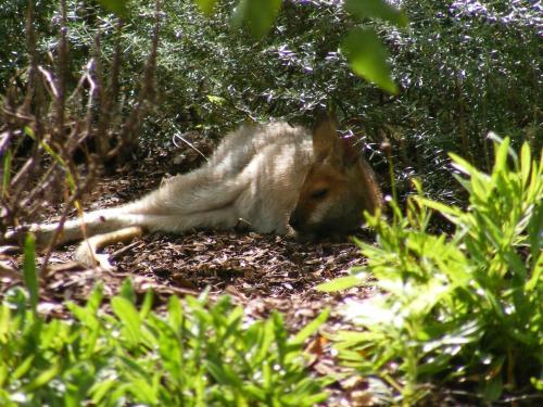 Bed & Breakfast Wallaby Ridge Retreat
