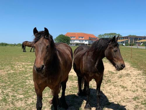 Moderne Apartments Im Ferienpark Auf R�gen