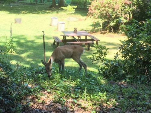 Traumhaftes Reetdachhaus Grote Eken In Der L�neburger Heide