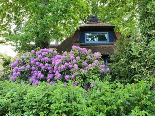 Traumhaftes Reetdachhaus Grote Eken In Der L�neburger Heide