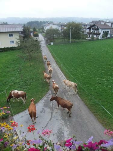 Agroturismo Waldsch�nau
