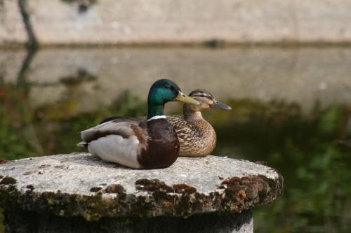 Apartamento Pension 'am Vogelherd'