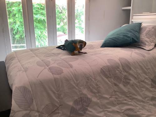 Apartamento Caba�a Beach Kitesurf Palmarito