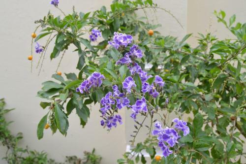 Bed & Breakfast Golf Course Boutique Guesthouse